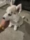 Siberian Husky Puppies for sale in Bay Point, CA, USA. price: $1,000