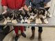 Siberian Husky Puppies for sale in Americus, GA, USA. price: $700