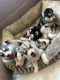 Siberian Husky Puppies for sale in 6309 Loma Vista Ave, Bell, CA 90201, USA. price: $300