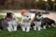 Siberian Husky Puppies for sale in Menifee, CA, USA. price: $700