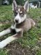 Siberian Husky Puppies for sale in New Britain, CT, USA. price: $800
