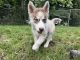 Siberian Husky Puppies for sale in New Britain, CT, USA. price: $800