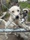 Siberian Husky Puppies for sale in Hazel Park, MI 48030, USA. price: $750