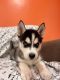Siberian Husky Puppies for sale in Oxnard, CA, USA. price: $800