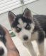 Siberian Husky Puppies for sale in 1116 Mustang Ln, Saratoga Springs, UT 84045, USA. price: $400