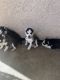 Siberian Husky Puppies for sale in Escondido, CA 92027, USA. price: $150