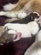 Siberian Husky Puppies for sale in 1154 E King St, York, PA 17403, USA. price: $1,500