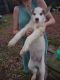 Siberian Husky Puppies for sale in 202 S Terrace Dr, Florence, SC 29506, USA. price: $300