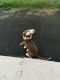 Siberian Husky Puppies for sale in Irvington, NJ 07111, USA. price: $800