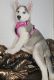 Siberian Husky Puppies for sale in Springfield, MA 01129, USA. price: $1,300
