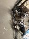 Siberian Husky Puppies for sale in Cicero, NY 13039, USA. price: NA