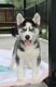 Siberian Husky Puppies for sale in Columbus, OH 43204, USA. price: $400