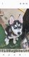 Siberian Husky Puppies for sale in Middleport, NY 14105, USA. price: $800