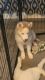 Siberian Husky Puppies for sale in Athens, GA 30605, USA. price: $500