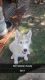 Siberian Husky Puppies for sale in Denham Springs, LA, USA. price: $800