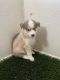 Siberian Husky Puppies for sale in Scottsdale, AZ, USA. price: $700