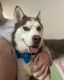 Siberian Husky Puppies for sale in Worcester, MA, USA. price: $800