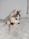 Siberian Husky Puppies for sale in Springfield, MA 01129, USA. price: $1,400