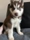 Siberian Husky Puppies for sale in Granbury, TX, USA. price: $400