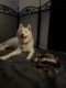 Siberian Husky Puppies for sale in Kissimmee, FL, USA. price: $2,000