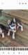 Siberian Husky Puppies for sale in Middleport, NY 14105, USA. price: $800