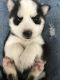 Siberian Husky Puppies for sale in Keystone Heights, FL 32656, USA. price: $500