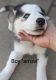 Siberian Husky Puppies for sale in Lafayette, CO, USA. price: NA