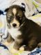 Siberian Husky Puppies for sale in Belton, SC 29627, USA. price: $600