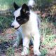 Siberian Husky Puppies for sale in Rockwall, TX, USA. price: $750