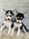 Siberian Husky Puppies for sale in Clifton, KS 66937, USA. price: $500