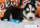 Siberian Husky Puppies for sale in Walhalla, SC, USA. price: $900