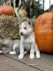 Siberian Husky Puppies for sale in Fair Oaks, IN 47943, USA. price: $700