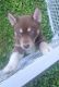 Siberian Husky Puppies for sale in Knoxville, TN, USA. price: $350,500