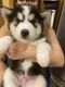 Siberian Husky Puppies for sale in San Diego, CA, USA. price: $500