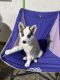 Siberian Husky Puppies for sale in Fort Wayne, IN 46825, USA. price: $700