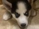 Siberian Husky Puppies for sale in Riverside, CA, USA. price: $550