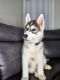 Siberian Husky Puppies for sale in Springfield, MA 01129, USA. price: $1,500