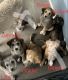 Siberian Husky Puppies for sale in New Braunfels, TX, USA. price: $300
