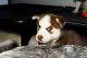 Siberian Husky Puppies for sale in Davie, FL, USA. price: $2,000