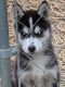 Siberian Husky Puppies for sale in Lima, OH, USA. price: $300