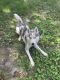 Siberian Husky Puppies for sale in Fort Gregg-Adams, VA, USA. price: $300