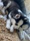 Siberian Husky Puppies for sale in RONOK RPD AFS, NC 27870, USA. price: $600
