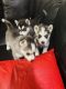 Siberian Husky Puppies for sale in Snellville, GA, USA. price: $800