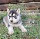 Siberian Husky Puppies for sale in Priest River, ID 83856, USA. price: $500