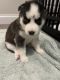 Siberian Husky Puppies for sale in Fayetteville, NC, USA. price: $300