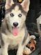 Siberian Husky Puppies for sale in RONOK RPD AFS, NC 27870, USA. price: $400