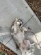 Siberian Husky Puppies for sale in Inman, SC 29349, USA. price: NA