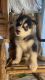 Siberian Husky Puppies for sale in Beaverton, OR, USA. price: $300