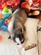 Siberian Husky Puppies for sale in Orlando, FL, USA. price: $1,800