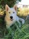 Siberian Husky Puppies for sale in Kingman, AZ, USA. price: $2,000